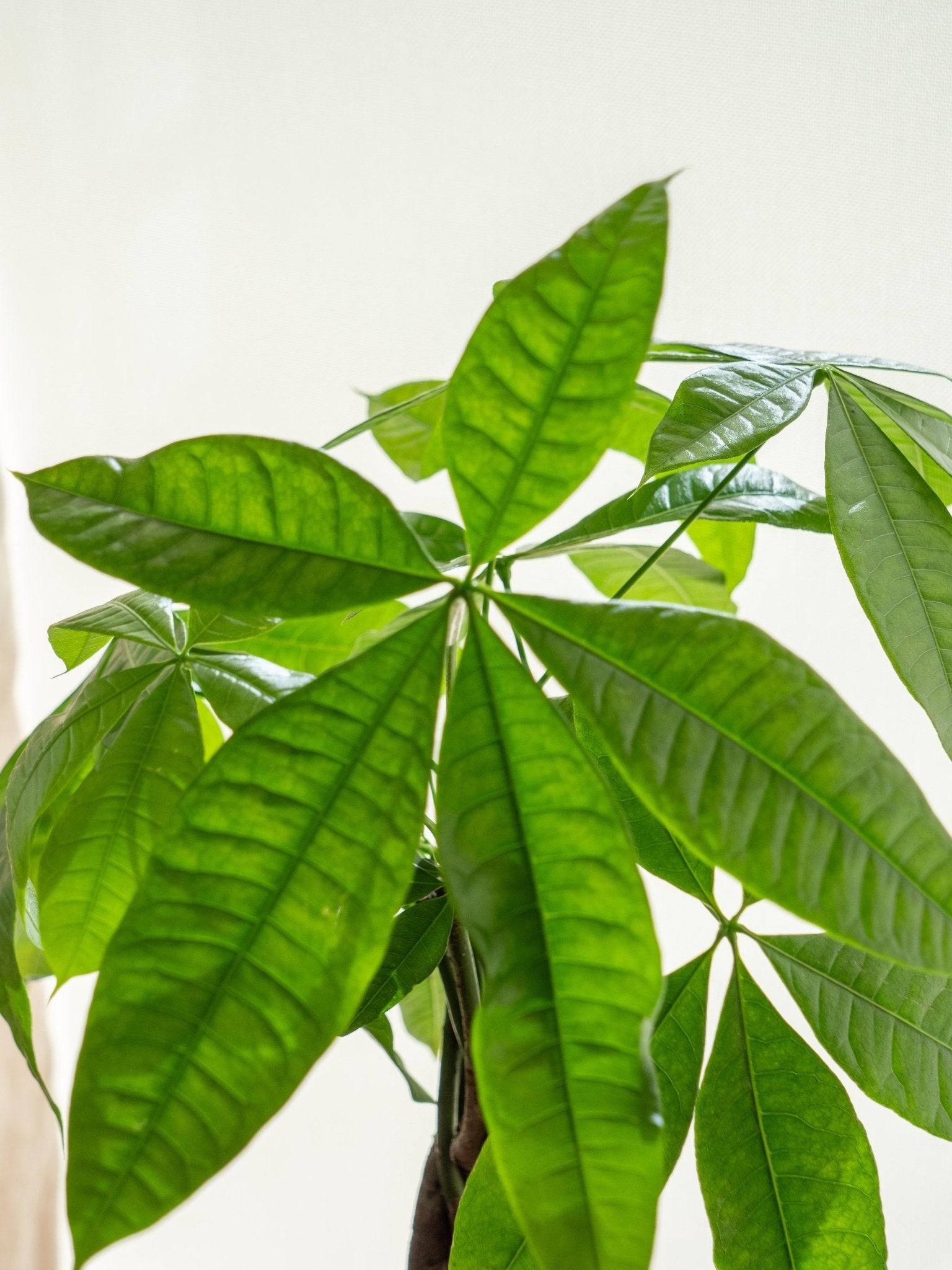 Kokedama - Pachira- La Green Touch - Image 2