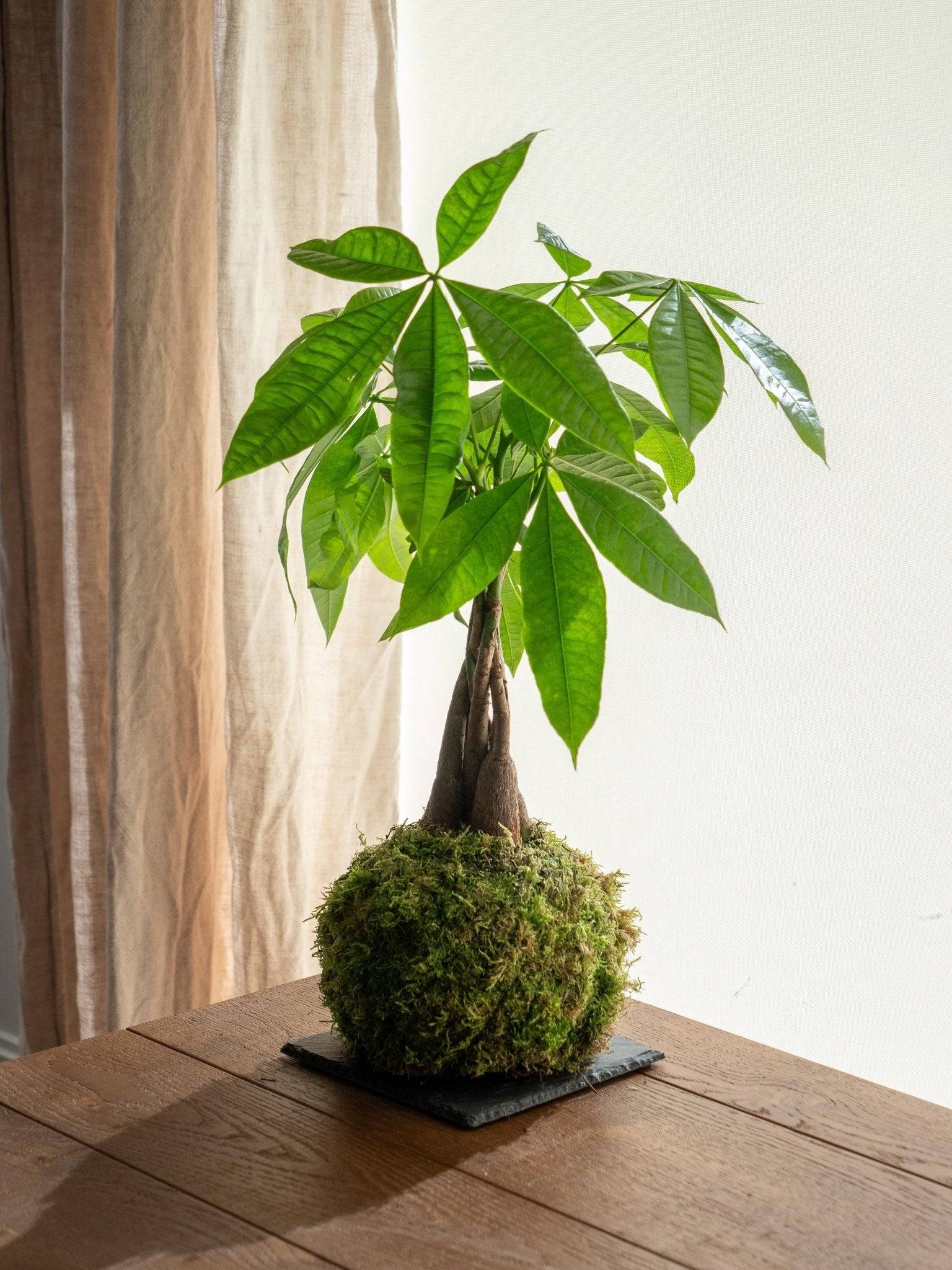 Kokedama - Pachira- La Green Touch - Image 1