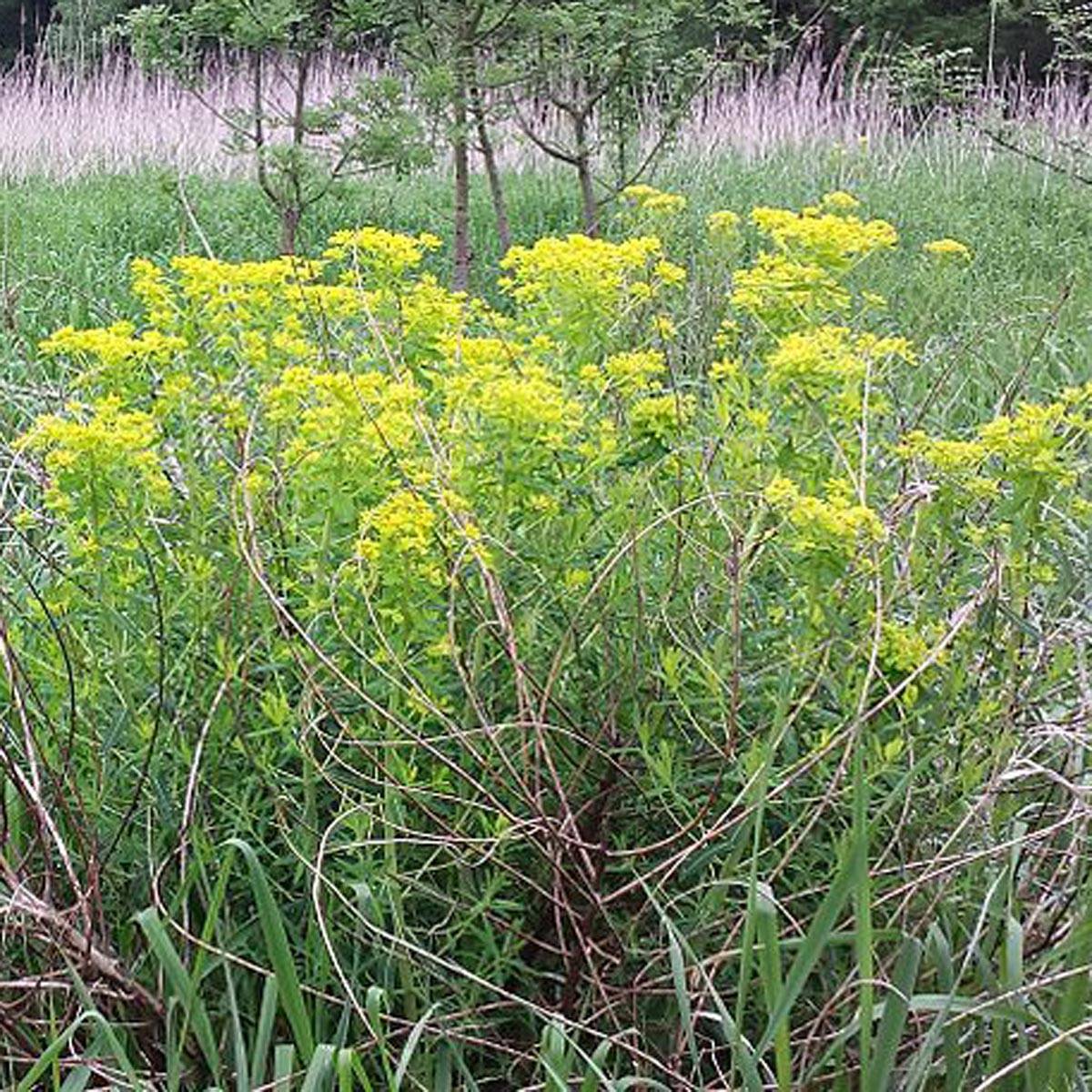 Euphorbia palustris - Euphorbe des marais Godet de 8/9 cm