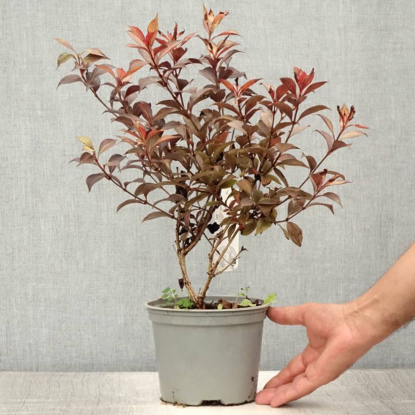 Weigela florida Foliis Purpureis - Weigela florida Purpurea - Weigelia pourpre Pot de 2L/3L - Image 2