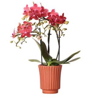 Orchidée Phalaenopsis Congo rouge et son pot- La Green Touch Rétro Terre cuite - Hauteur 35cm