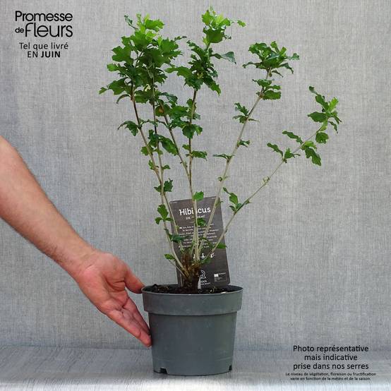 Hibiscus syriacus Red Heart - Mauve en arbre Pot de 3L/4L - Image 2