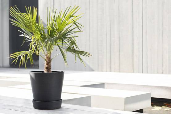 Ecopots - Support à roulettes Wheels 40 Gris Foncé - Ø 34,1 x H. 9 cm ECOPOTS - Imagen 4