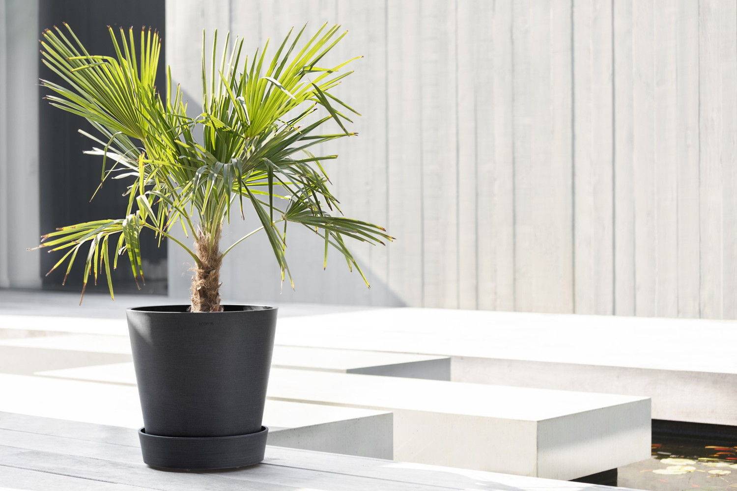 Ecopots - Support à roulettes Wheels 40 Gris Foncé - Ø 34,1 x H. 9 cm ECOPOTS - Imagen 4