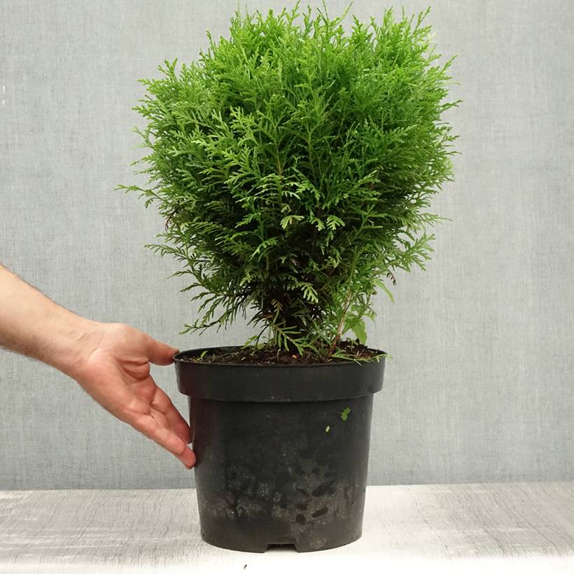 Promesse de Fleurs - Thuya du Canada - Thuja occidentalis Danica Pot de 7,5L/10L - Image 2