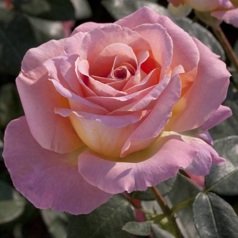 Rosier à grandes fleurs Elle® 'Meibderos' à fleurs Rose - feuillage Caduc - Pot de 10 L - 1/2 tige-  hauteur à maturité De 0,50 m à 1,00 m - Image 4