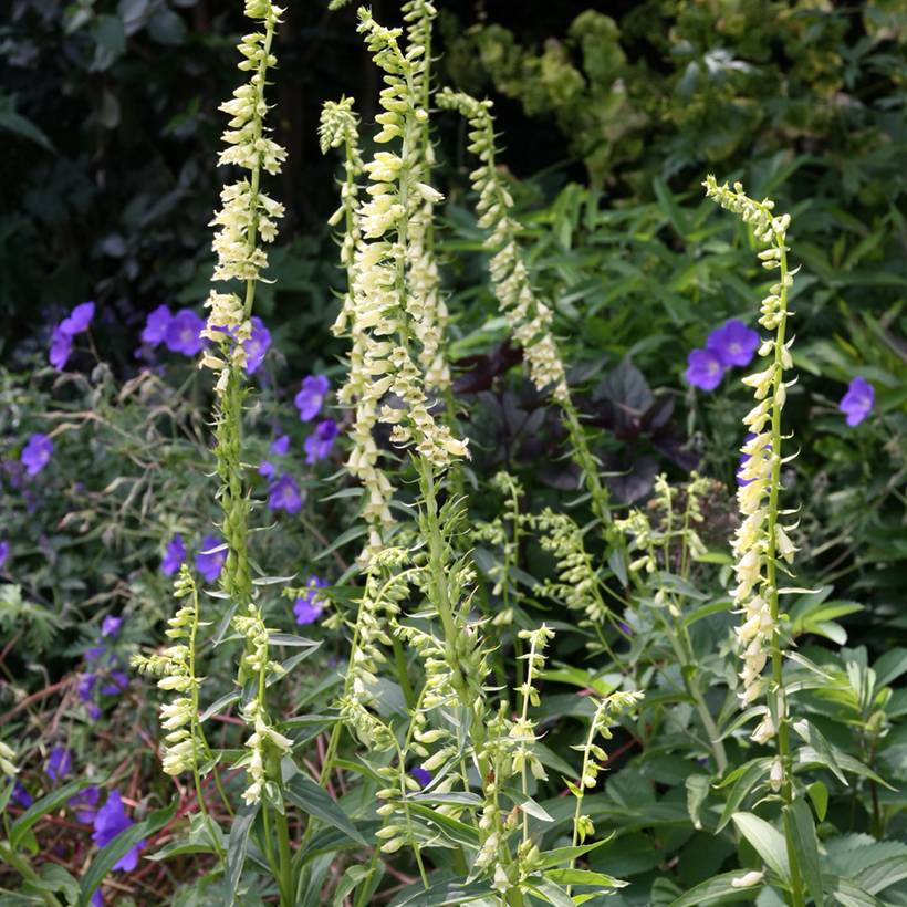 Graines de Digitale jaune - Digitalis lutea le sachet de 3400 graines environ (0,4g)