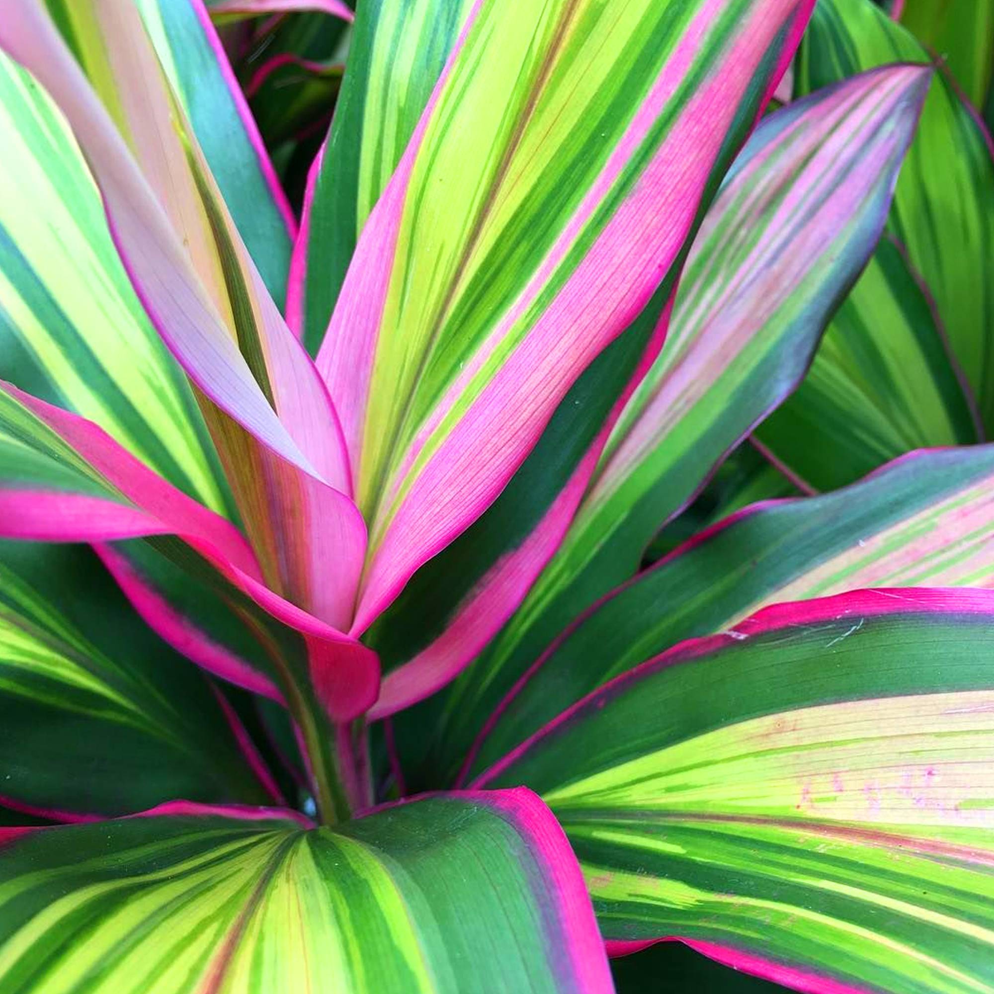Gardenersdream - 1 X Cordyline Kiwi En Pot À Vendre | Plante D'Intérieur De 30 À 40 Cm Pour La Maison Ou Le Bureau - GardenersDream
