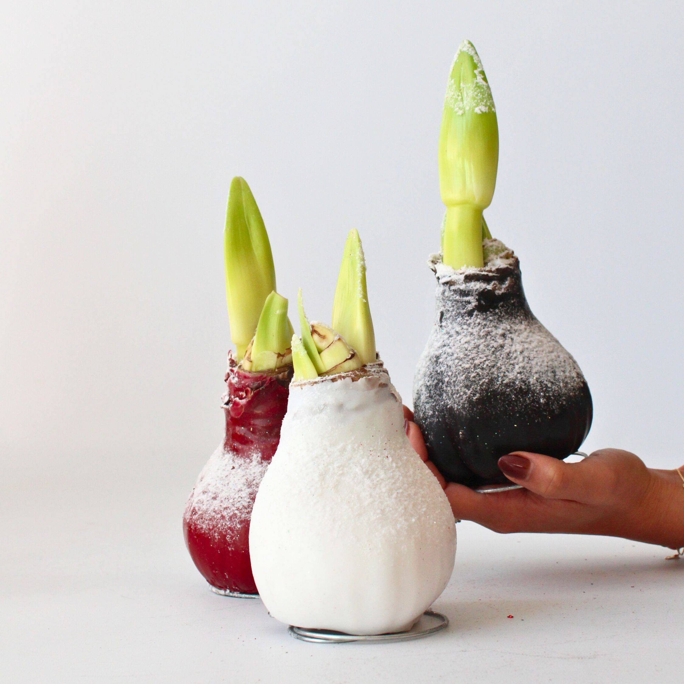 Plant In A Box - Amaryllis - Hippeastrum 'Wax Snow Mix' - Bulbe de fleur - Rouge - Image 2