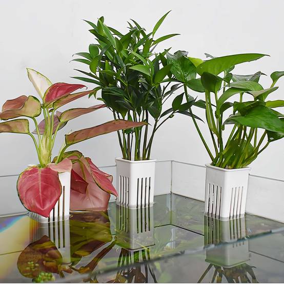 2 supports suspendus pour plantes DtopbuyAge d aquarium robustes blanc DtopbuyAge - Image 2