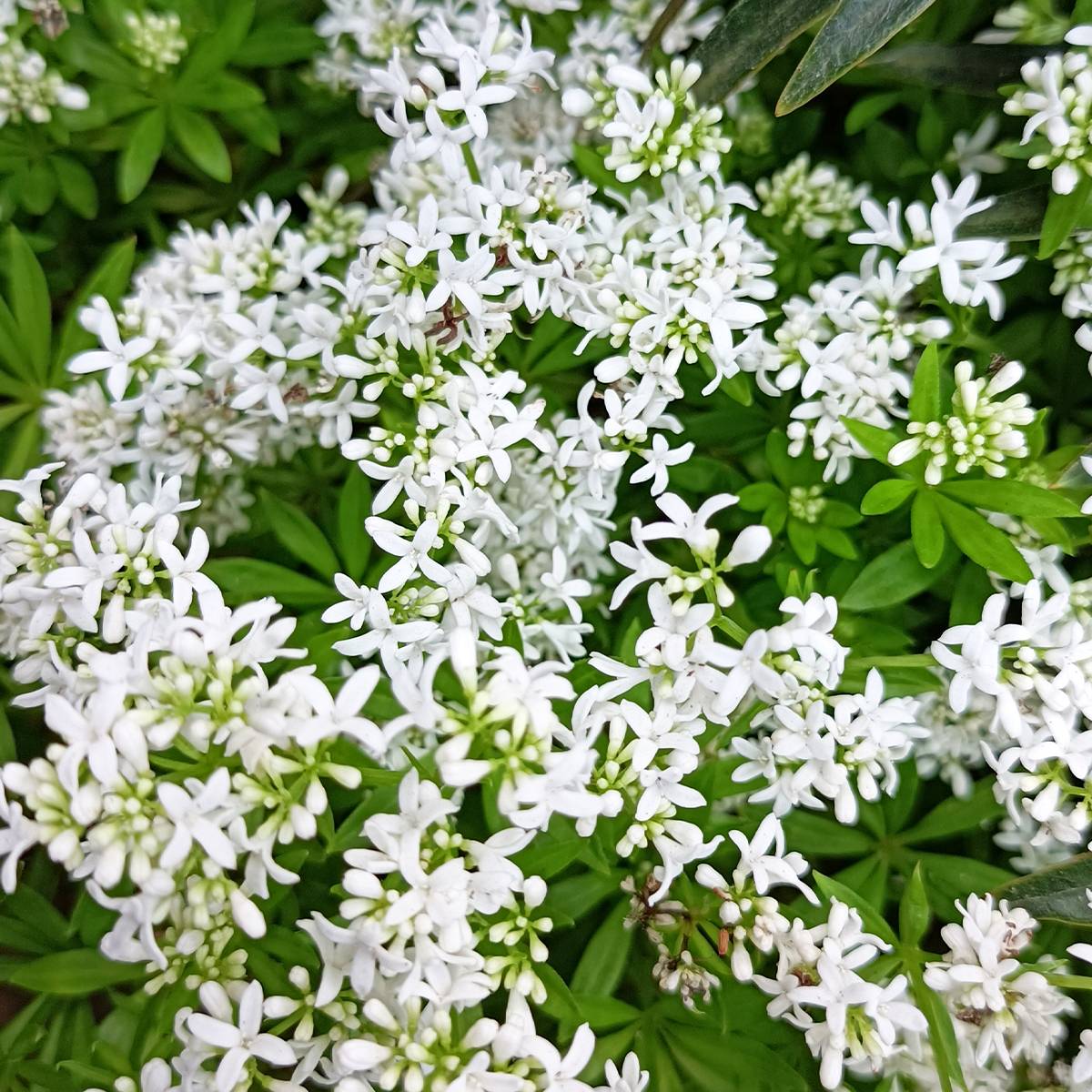Promesse de Fleurs - Aspérule odorante - Galium odoratum Godet de 7/8 cm