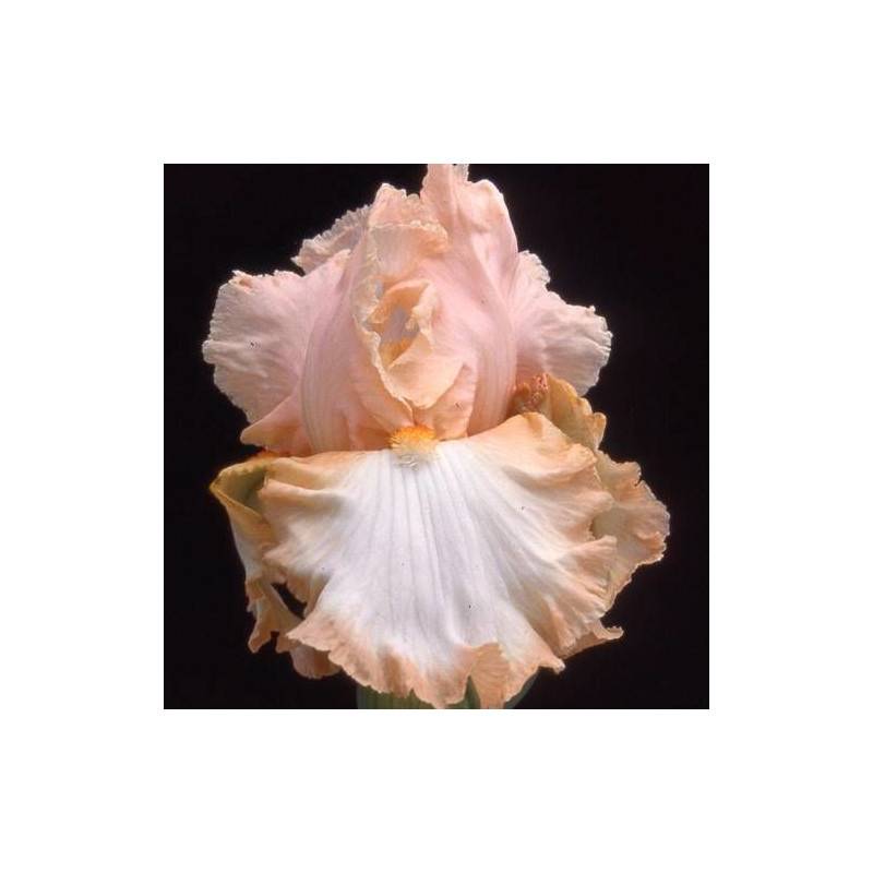 Iris des jardins Peach Frost à fleurs Rose/ - feuillage Caduc - Godet - 5/20 cm - Imagen 1
