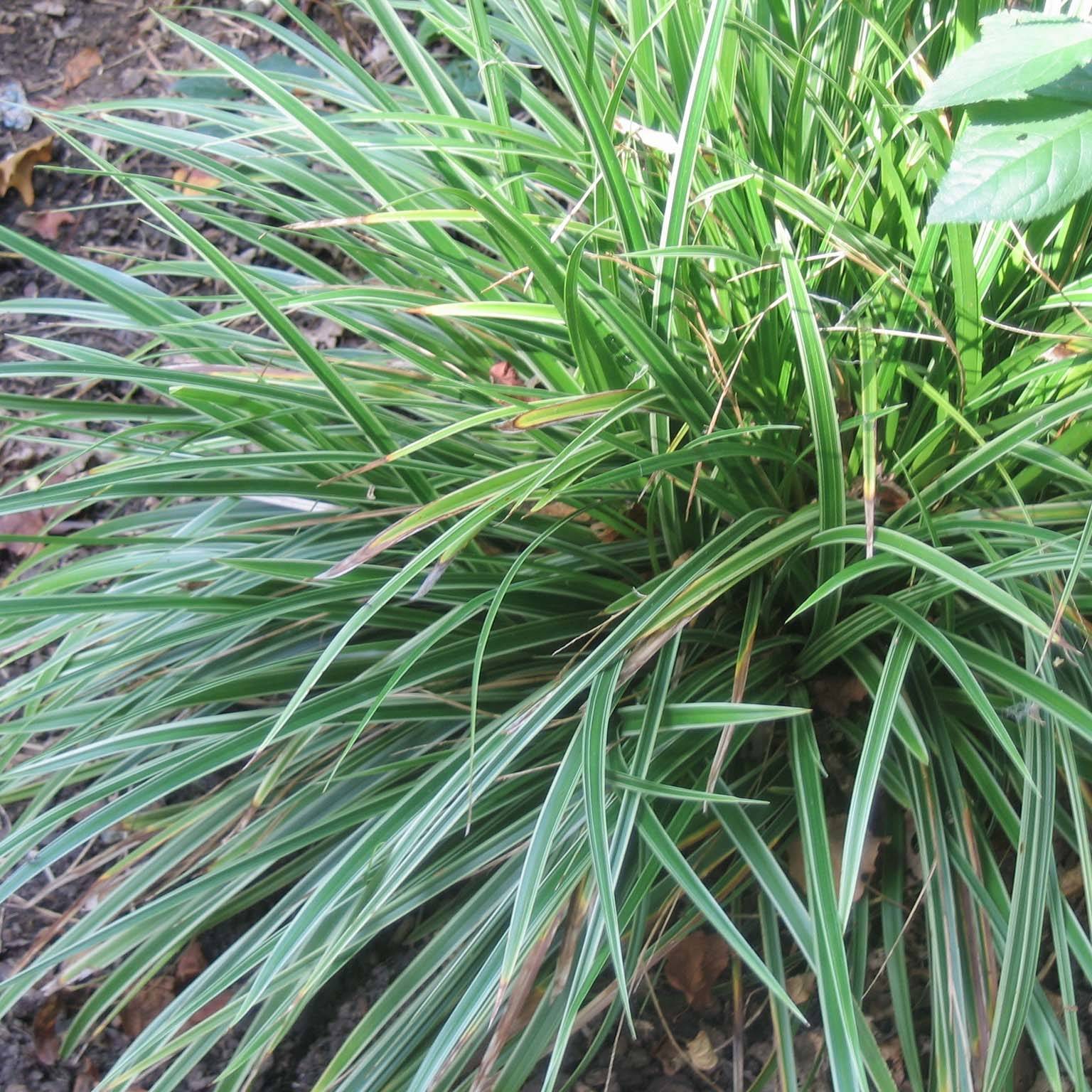 Carex morrowii Variegata - Laîche du Japon Godet de 8/9 cm