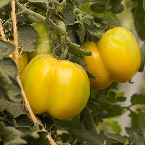 Tomate Jaune à farcir Yellow Stuffer Bio - Ferme de Sainte Marthe le sachet de 50 graines environ