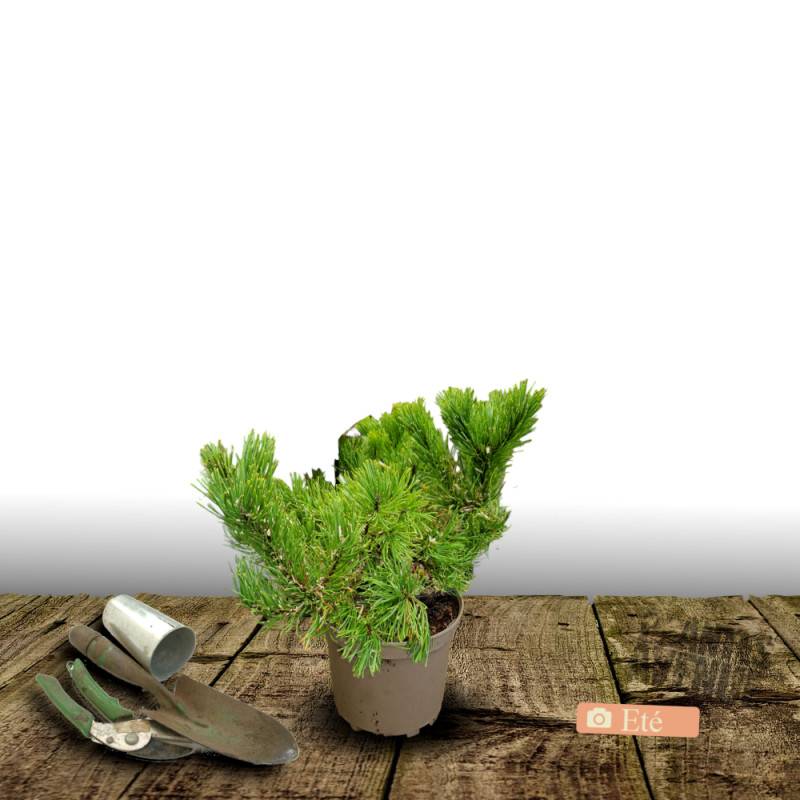 Pin sylvestre nain Globosa Viridis, Pinus - Pot de 3L - 40/60 cm - Image 3