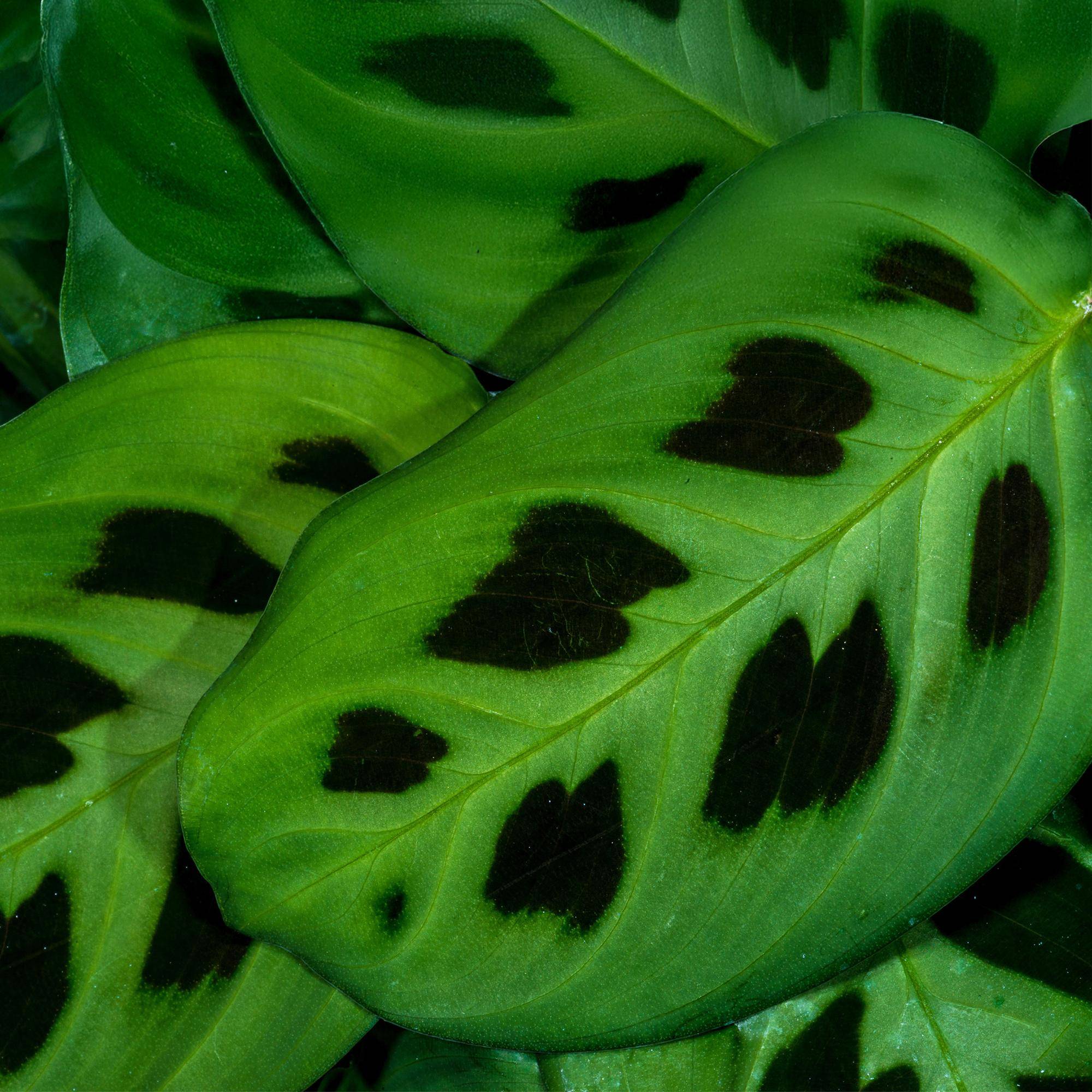 Maranta Fascinator Kerchoveana - H35cm - Image 5