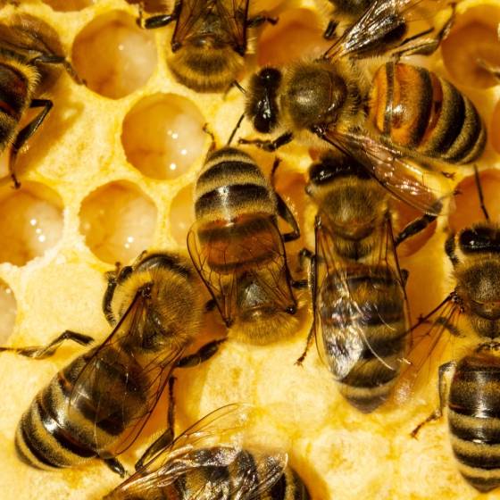 Biotop - Biotop - Cocons d'abeilles pollinisatrices (x20-30 env) - Imagen 2