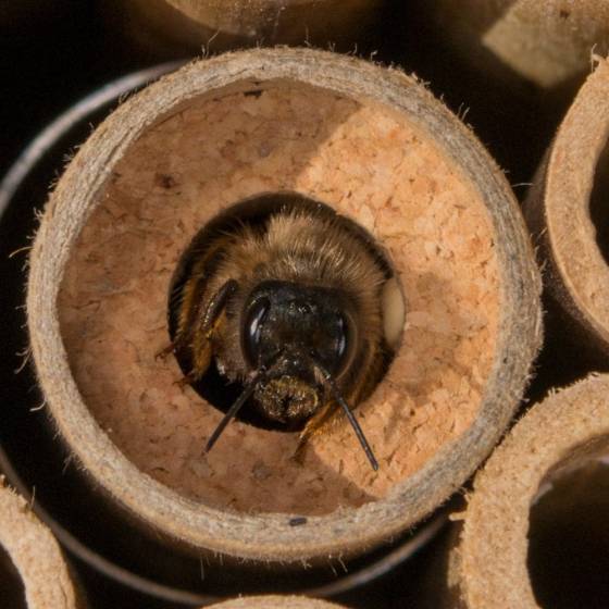 Biotop - Biotop - Cocons d'abeilles pollinisatrices (x20-30 env) - Imagen 3