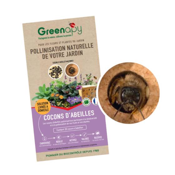 Biotop - Biotop - Cocons d'abeilles pollinisatrices (x20-30 env) - Imagen 1