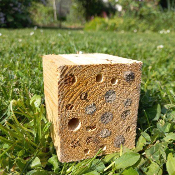 Biotop - Biotop - Cocons d'abeilles pollinisatrices (x20-30 env) - Imagen 7