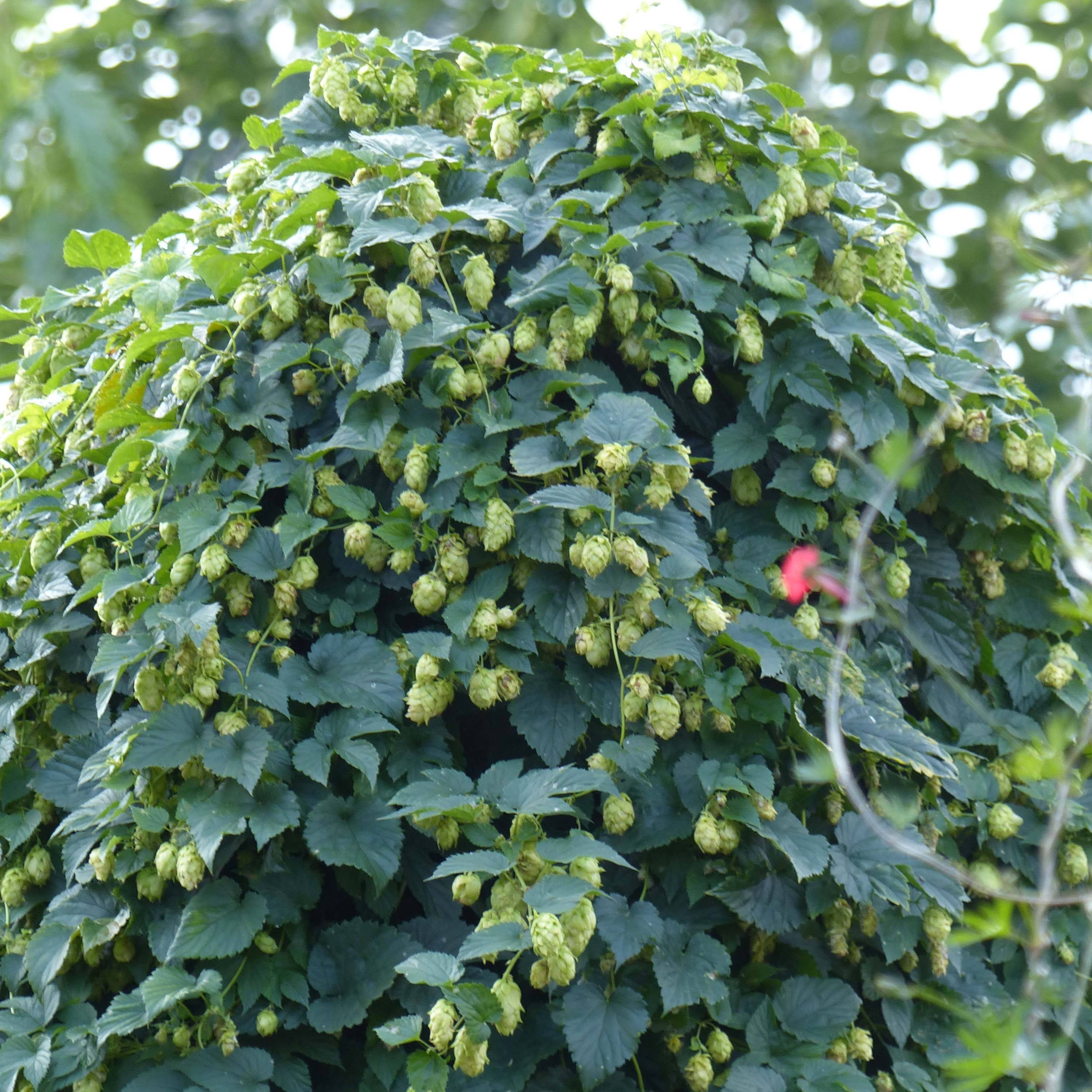 Houblon - Humulus lupulus Pot de 1,5L/2L