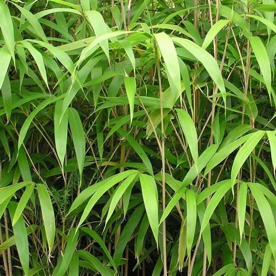 Bambou Métaké - Pseudosasa japonica Pot de 12L/15L - Image 1