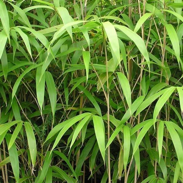 Bambou Métaké - Pseudosasa japonica Pot de 12L/15L