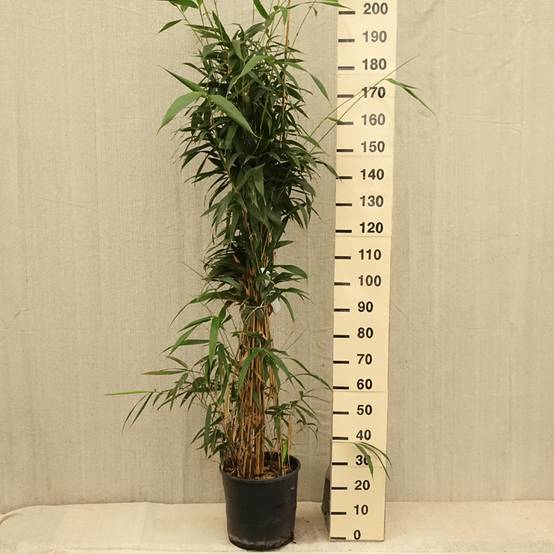 Bambou Métaké - Pseudosasa japonica Pot de 12L/15L - Image 2