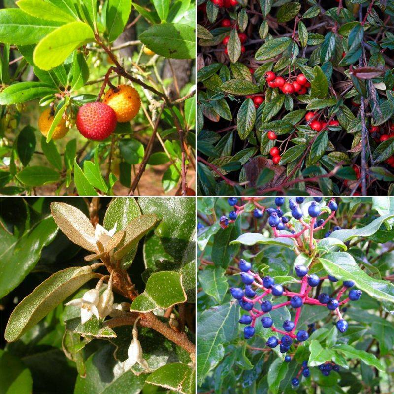 Collection 4 Arbustes à Fruits pour Oiseaux - Godet - Taille 20/40cm - Pépinières Naudet - Imagen 2