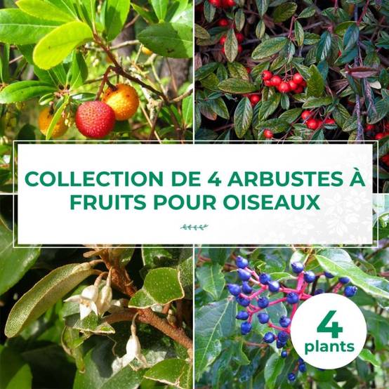 Collection 4 Arbustes à Fruits pour Oiseaux - Godet - Taille 20/40cm - Pépinières Naudet - Image 1