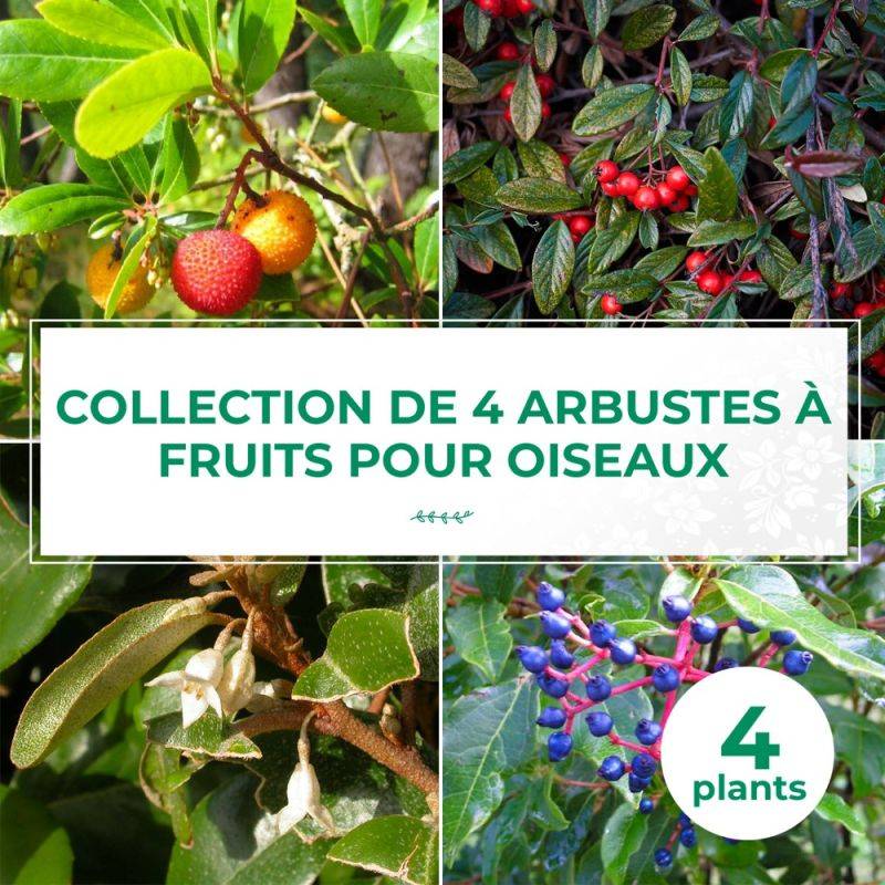 Collection 4 Arbustes à Fruits pour Oiseaux - Godet - Taille 20/40cm - Pépinières Naudet - Imagen 1