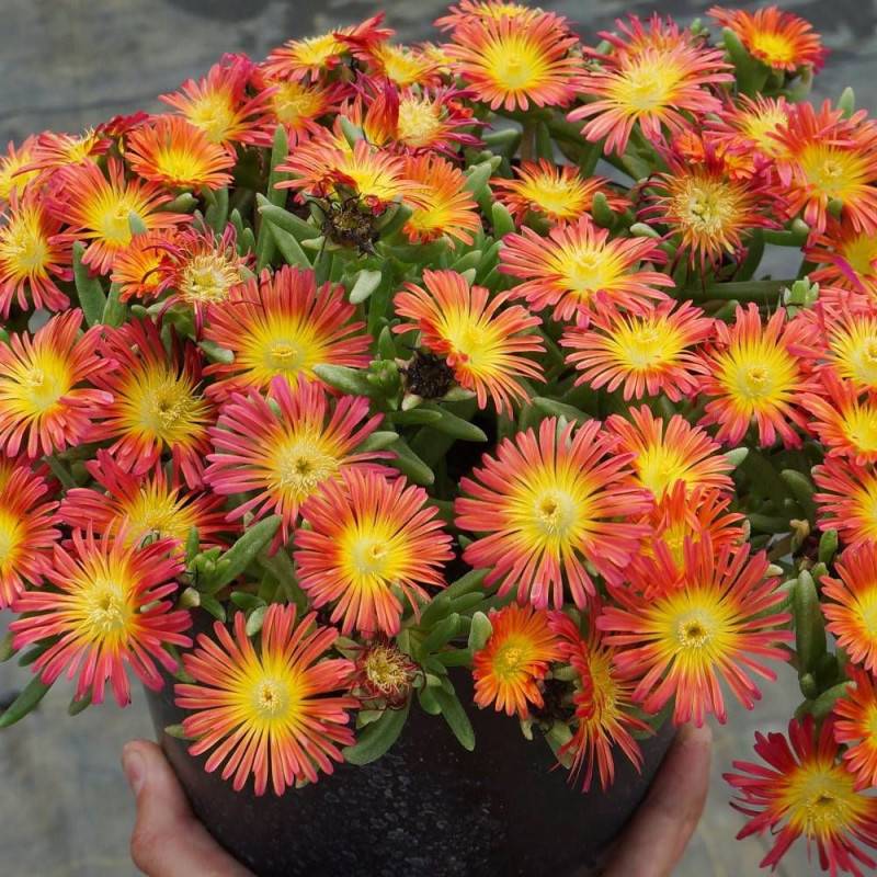 Delosperma Fire Wonder®, Pourpier vivace à fleurs Jaune/Orange - feuillage Persistant - Pot de 3L - 20/40 cm