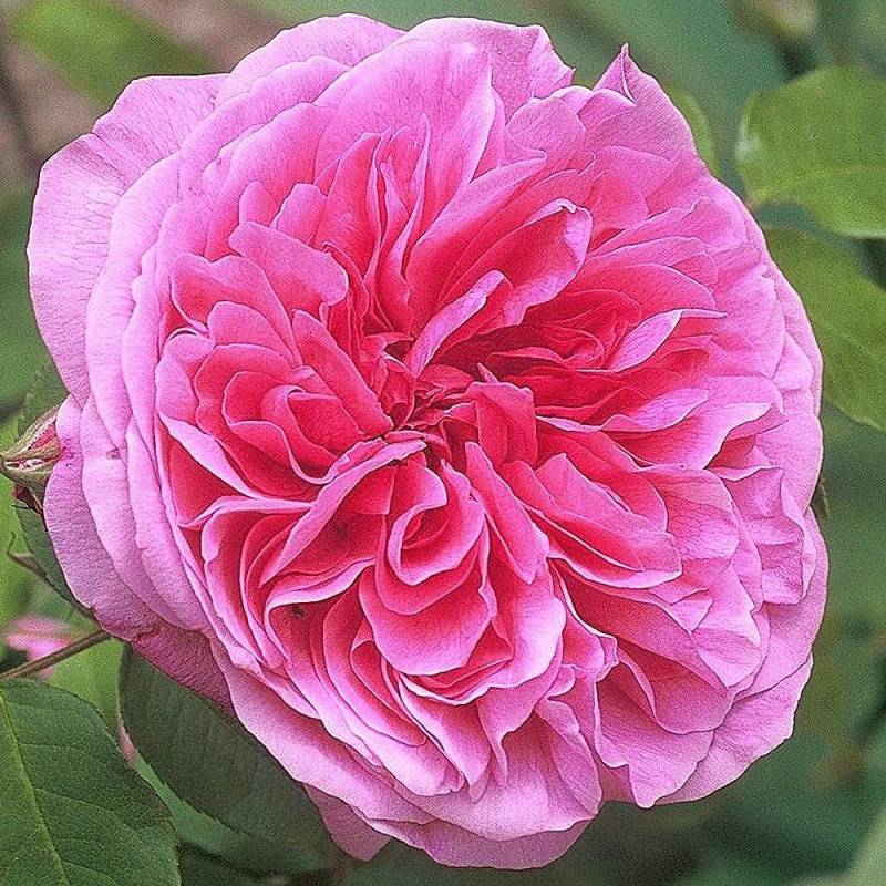 Rosier Anglais Gertrude Jekyll® 'Ausbord' à fleurs Rose/ - feuillage Caduc - Pot de 3L - 20/40 cm