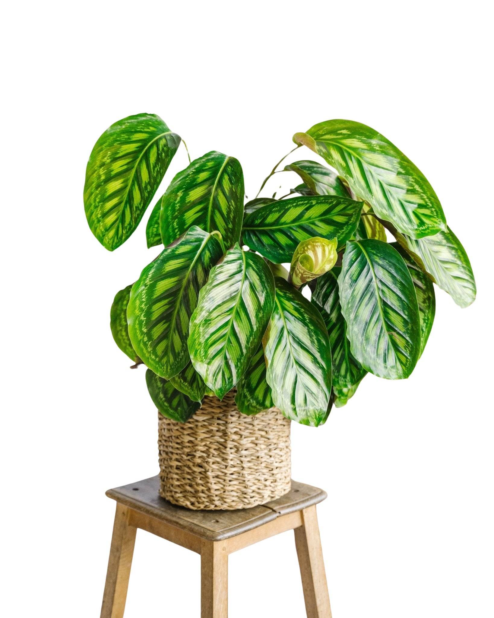 La Green Touch - Calathea Flamestar 75cm - Plante d'intérieur- La Green Touch - Imagen 1