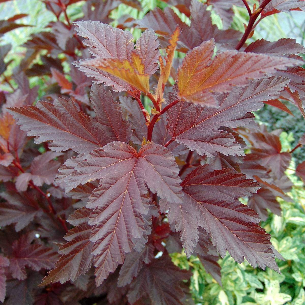 Promesse de Fleurs - Physocarpus opulifolius Little Angel - Physocarpe Godet de 8/9 cm