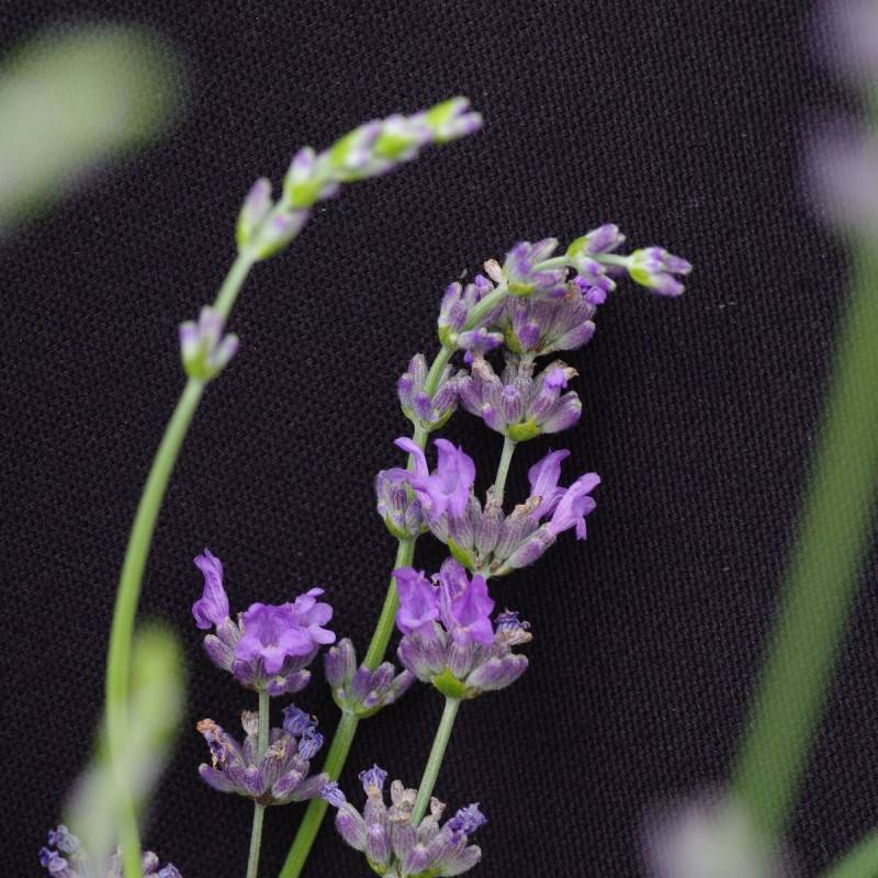 Lavande Abrial à fleurs Bleue/ - feuillage Persistant - Pot de 3L - 20/40 cm - Imagen 1