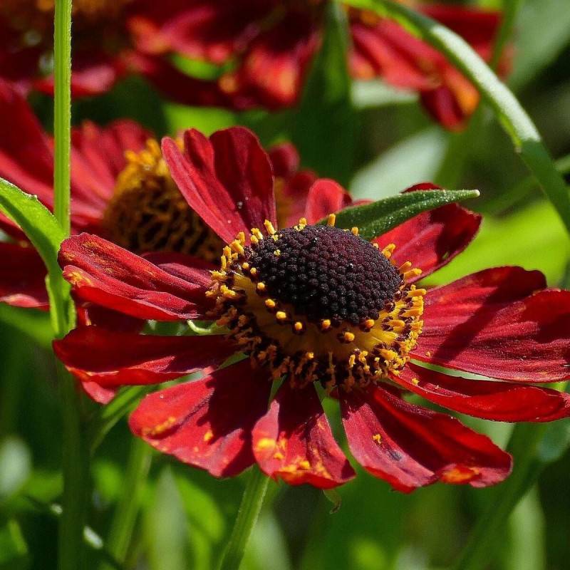 Hélénie Ruby Tuesday, Helenium à fleurs Rouge/ - feuillage Caduc - Godet - 5/20 cm - Imagen 1