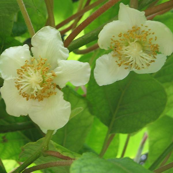 Promesse de Fleurs - Kiwi Tomuri (mâle) - Actinidia deliciosa Pot de 2L/3L