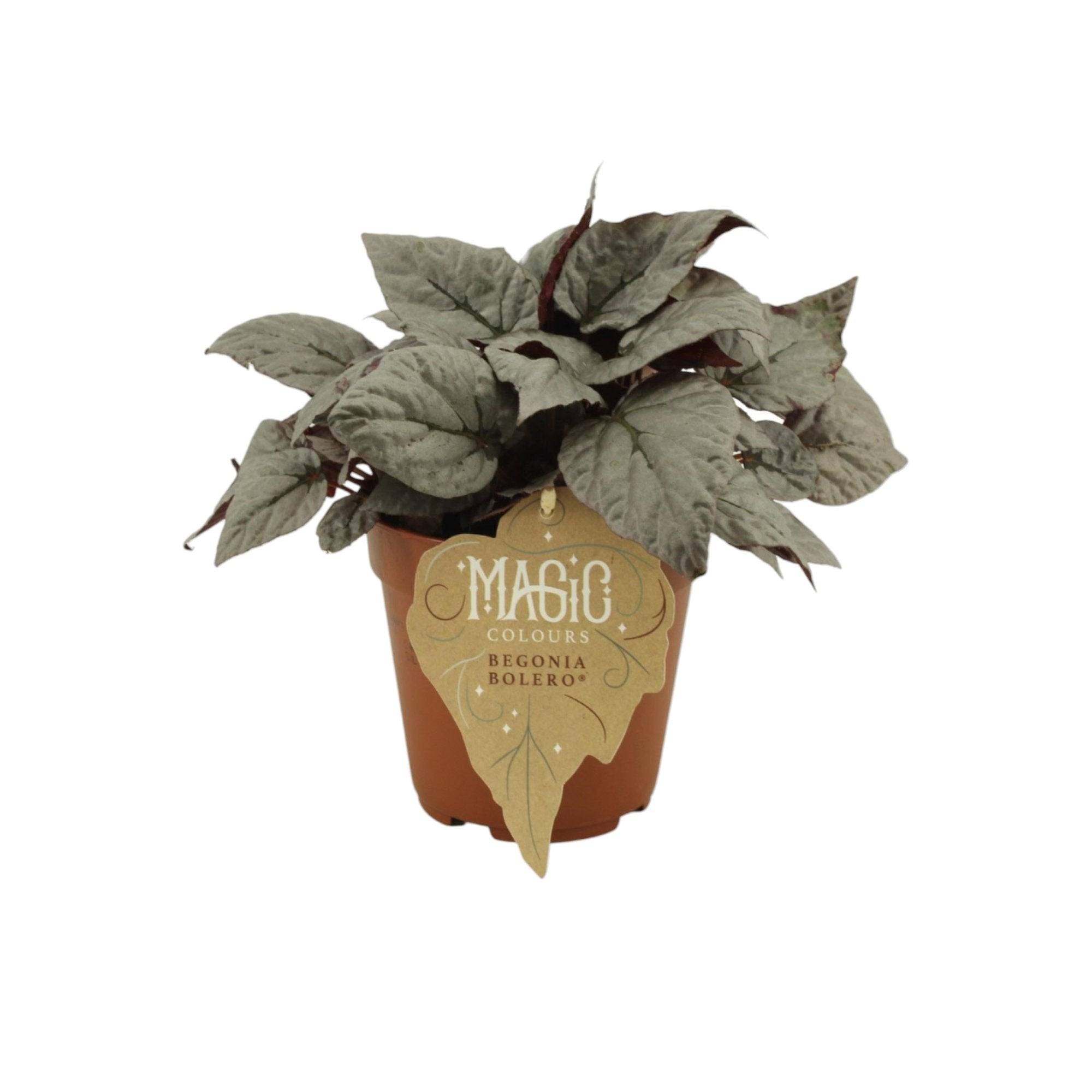 La Green Touch - Begonia Rex 'Bolero' 25cm - Plante d'intérieur- La Green Touch - Imagen 2
