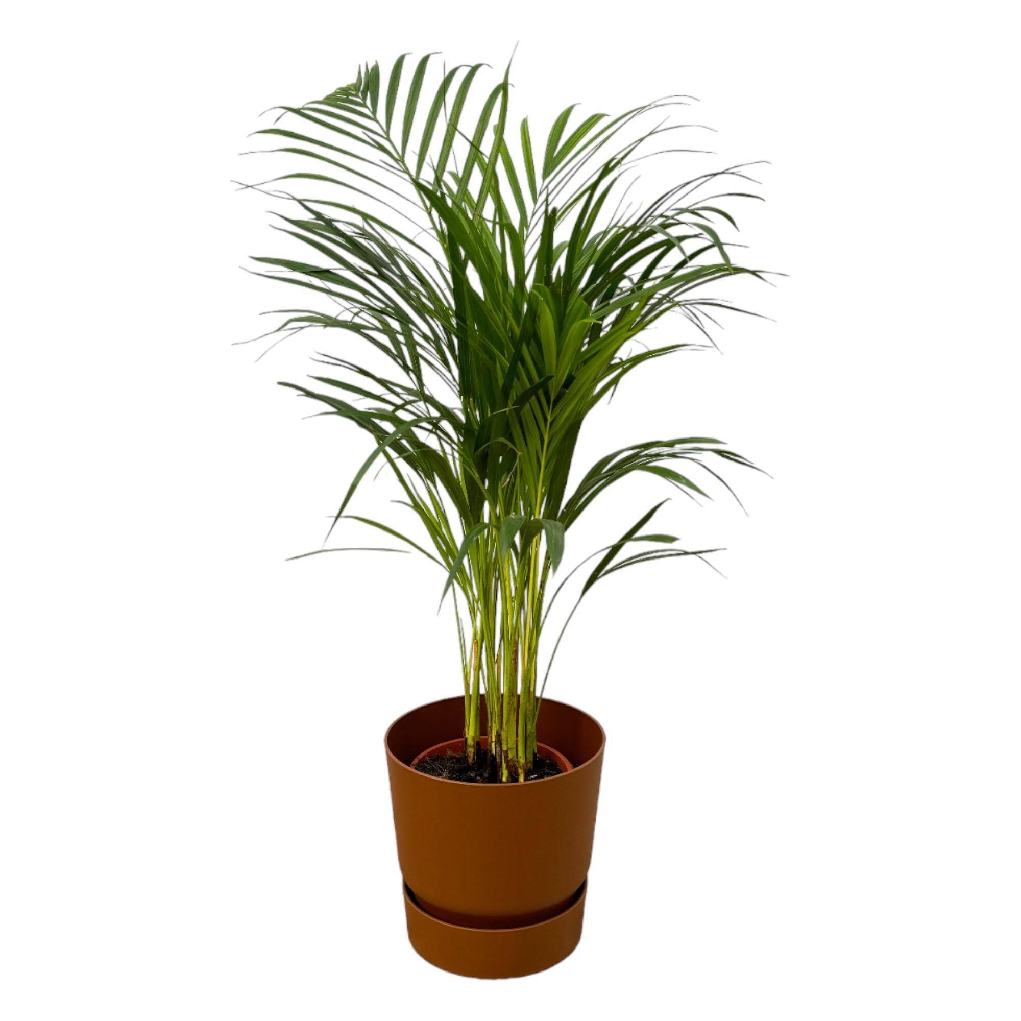 La Green Touch - Grand Palmier Areca et son pot- La Green Touch  - Hauteur 85cm