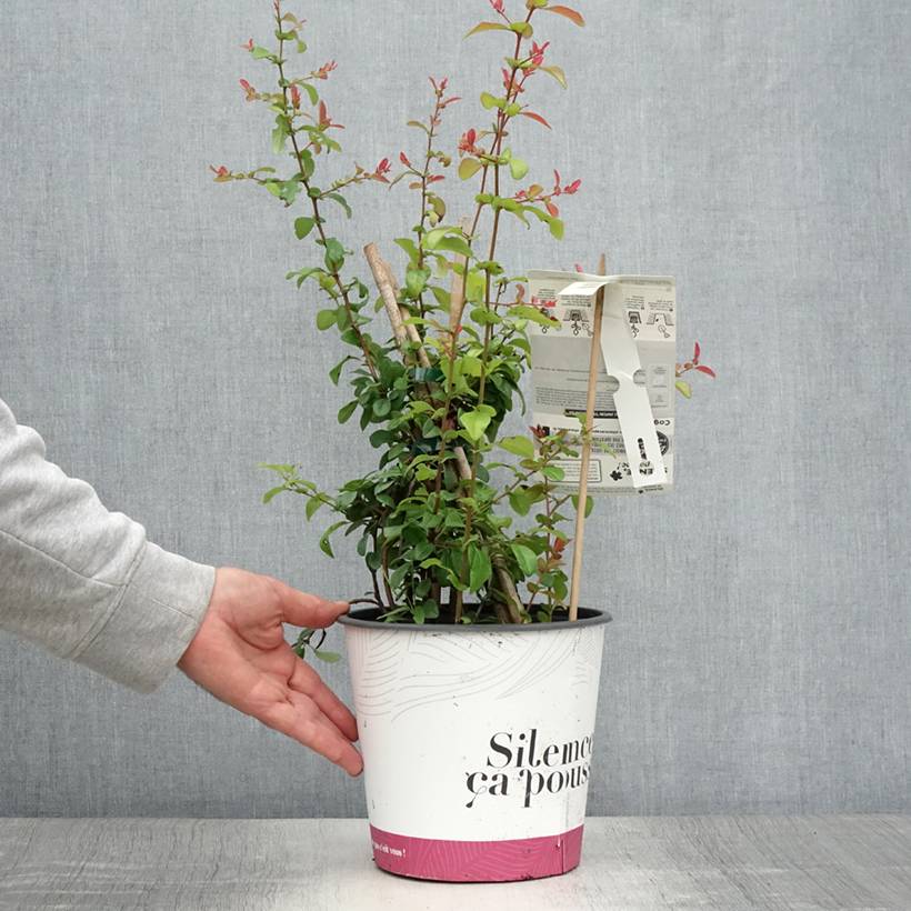 Cognassier du Japon Friesdorfer - Chaenomeles speciosa Pot de 3L/4L - Image 2