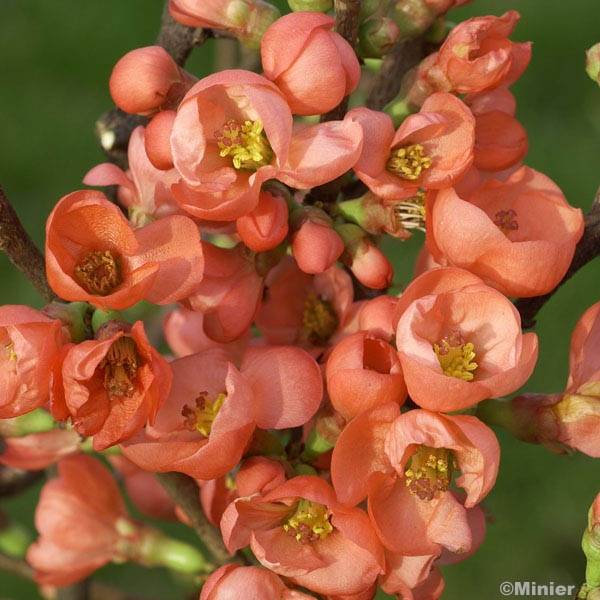 Cognassier du Japon Friesdorfer - Chaenomeles speciosa  Pot de 3L/4L - Image 1