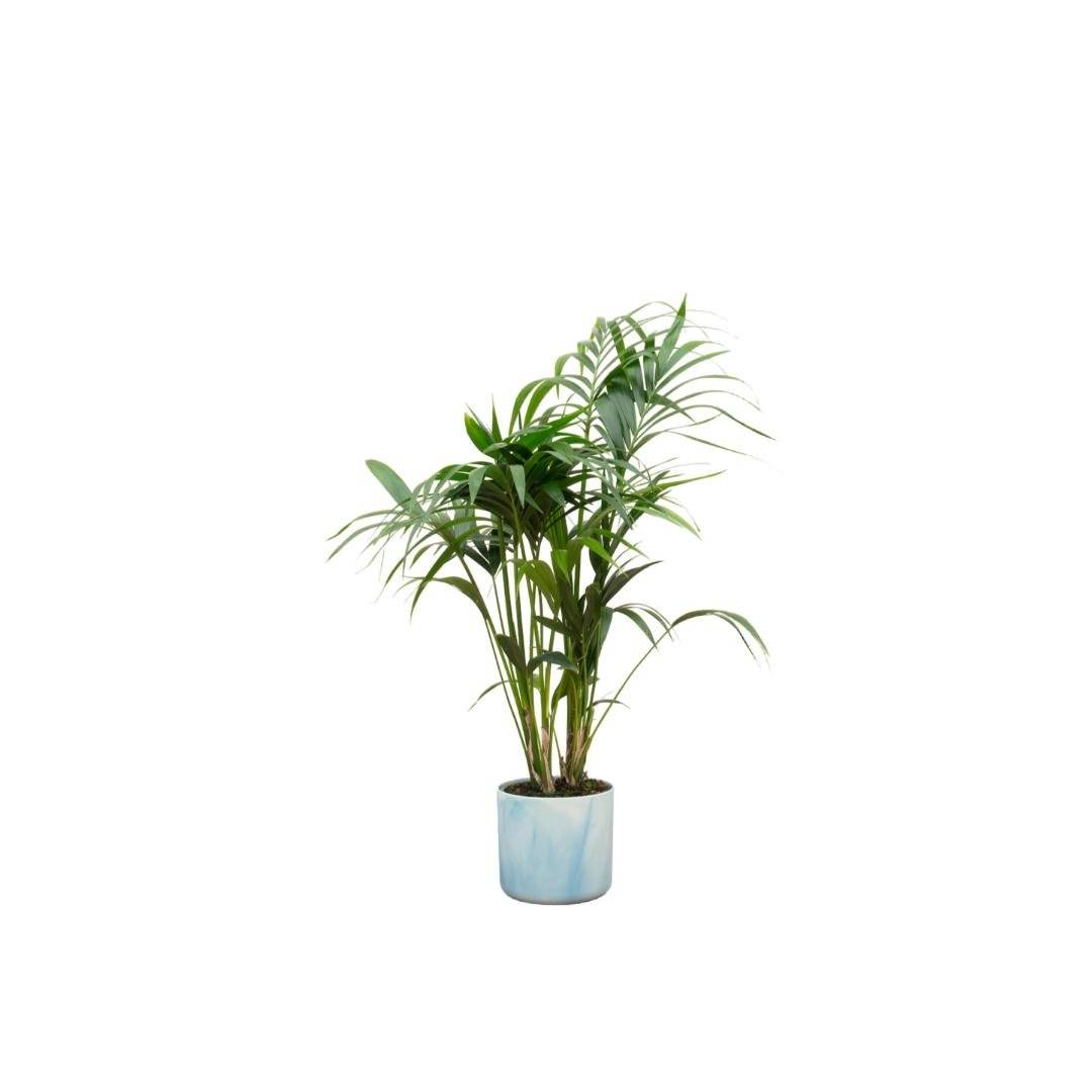 La Green Touch - Palmier Kentia 130cm et son pot- La Green Touch Bleu Océan - Hauteur 130cm