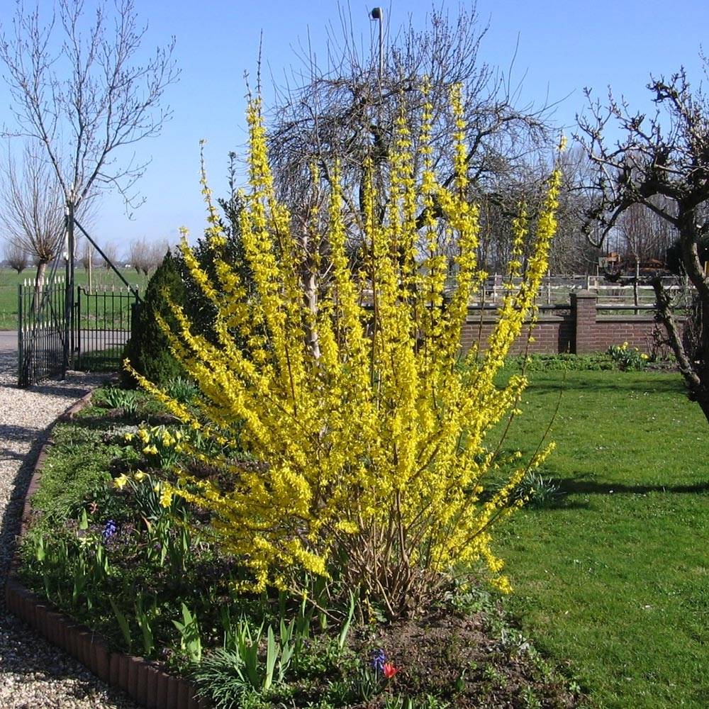 Forsythia x intermedia Lynwood - Mimosa de Paris Pot de 2L/3L - Image 1