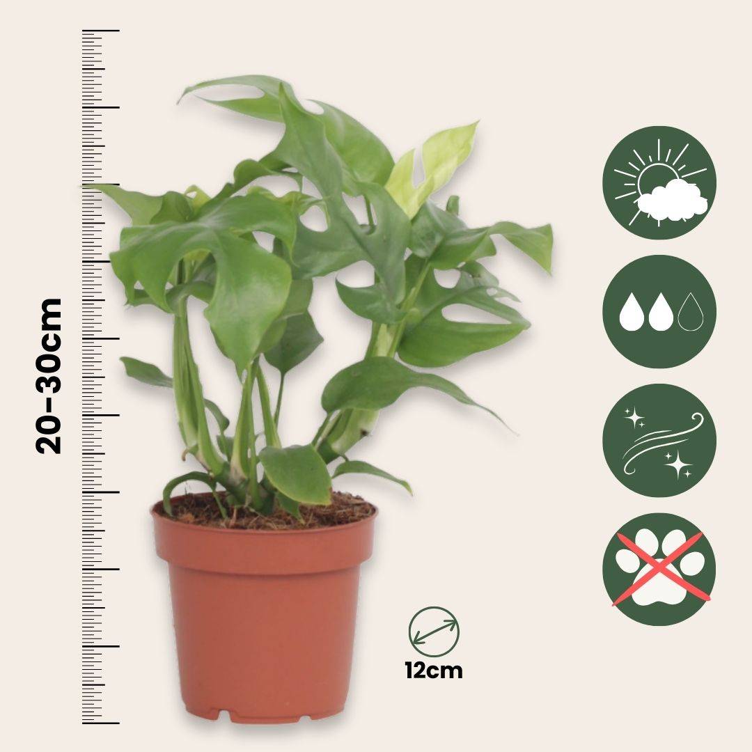 Plante à trous - Rhaphidophora tetrasperma - Hauteur 20-30cm - ⌀12cm - Image 6