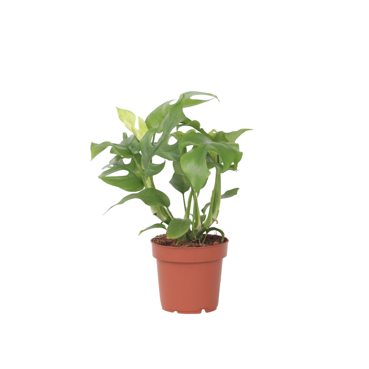 Plante à trous - Rhaphidophora tetrasperma - Hauteur 20-30cm - ⌀12cm - Image 1