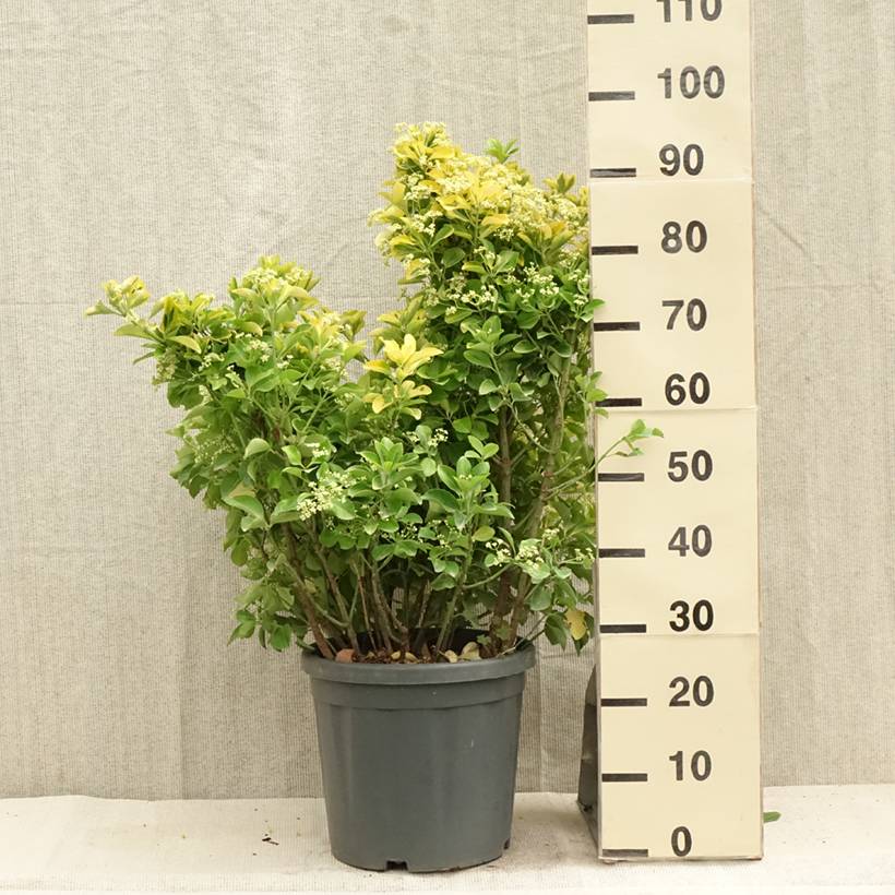 Euonymus japonicus Aureus - Fusain du Japon Pot de 7,5L/10L - Image 2