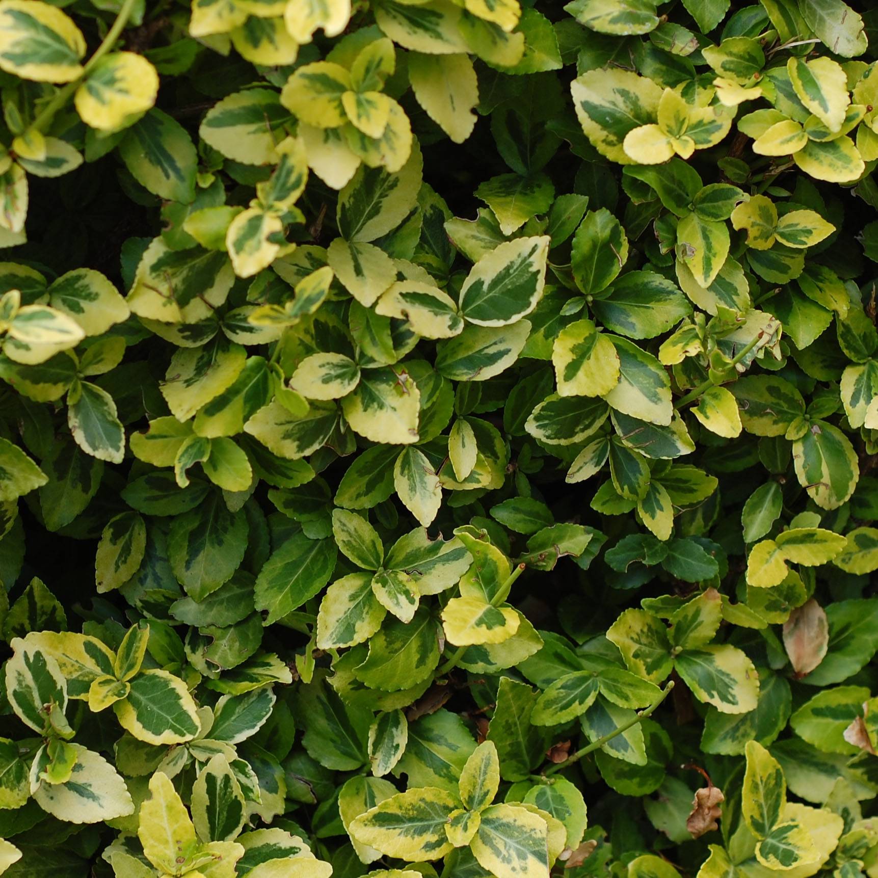 Euonymus japonicus Aureus - Fusain du Japon Pot de 7,5L/10L - Image 1