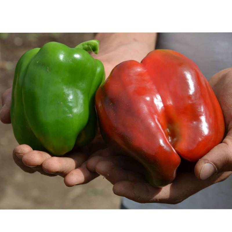Engrais tomates et légumes du soleil - Agro Sens - Seau 4 kg - Image 5