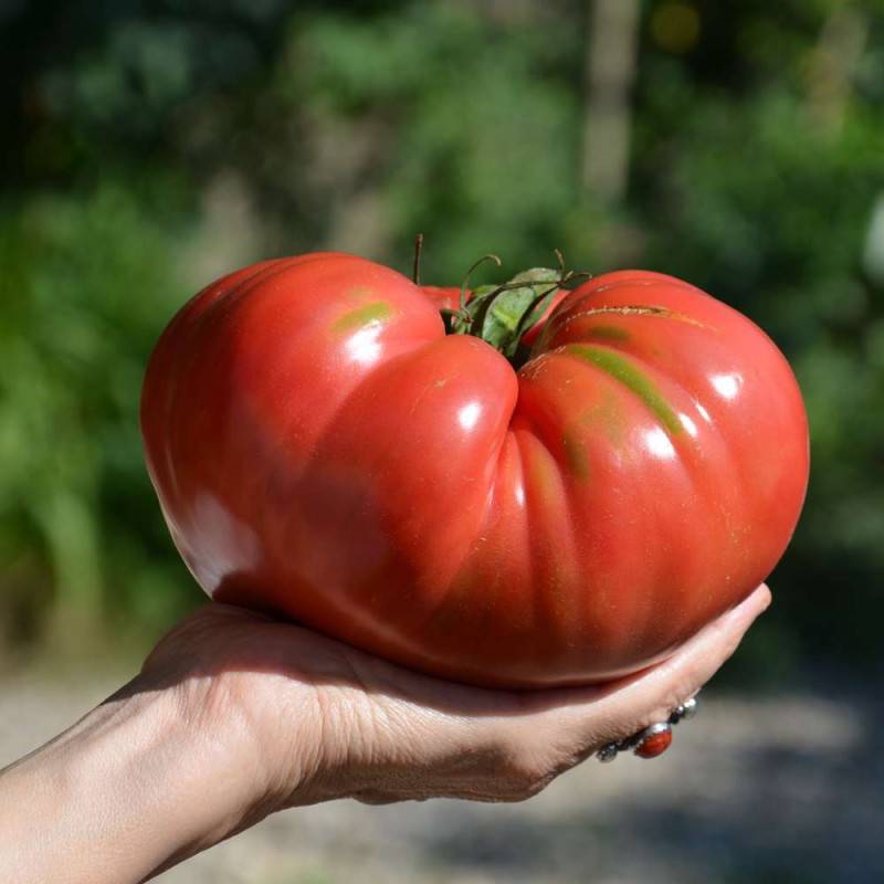 Engrais tomates et légumes du soleil - Agro Sens - Seau 4 kg - Image 4